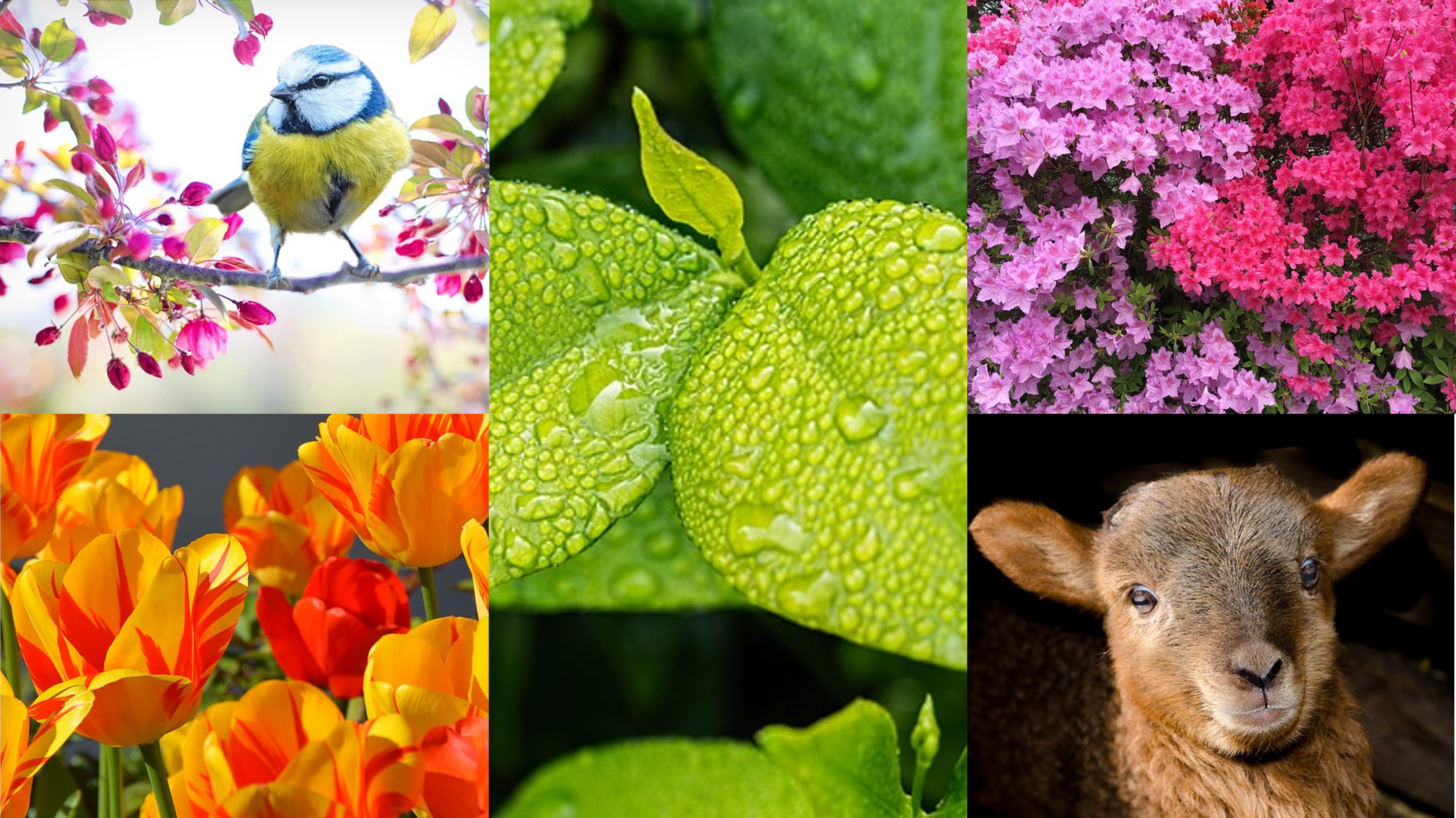 Collage of flowers and leaves in spring colours.